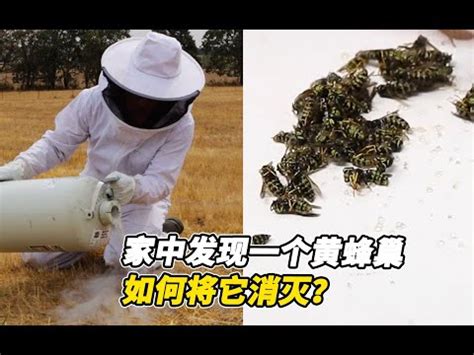 房子有蜂窩|蜂窩危機！自保全攻略